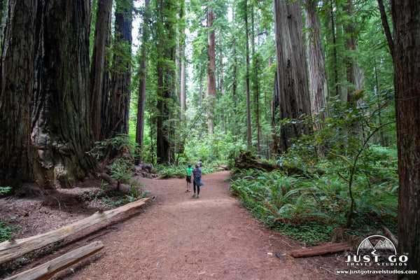 Jedediah Smith Redwoods State Park What to See and Do