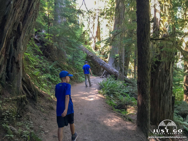 Walking along the Grove of the Patriarchs Trail in Mount Rainier National Park