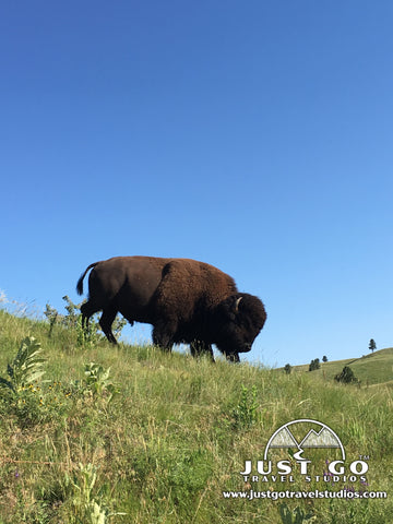 Bison in Wind Cave National Park