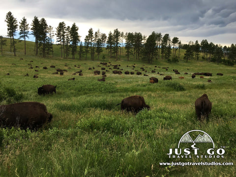 wildlife loop in Custer State Park