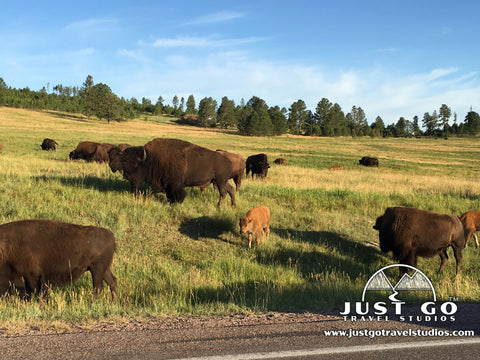 Wildlife loop in Custer State Park