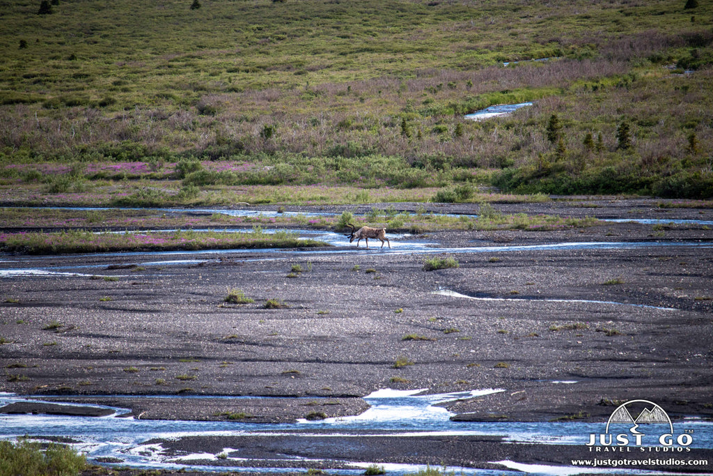 savage river loop in Denali National Park