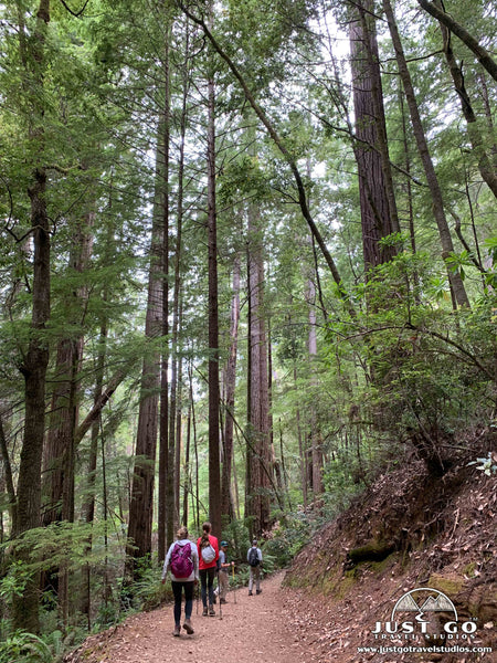 Tall Trees Grove in Redwoods National Park