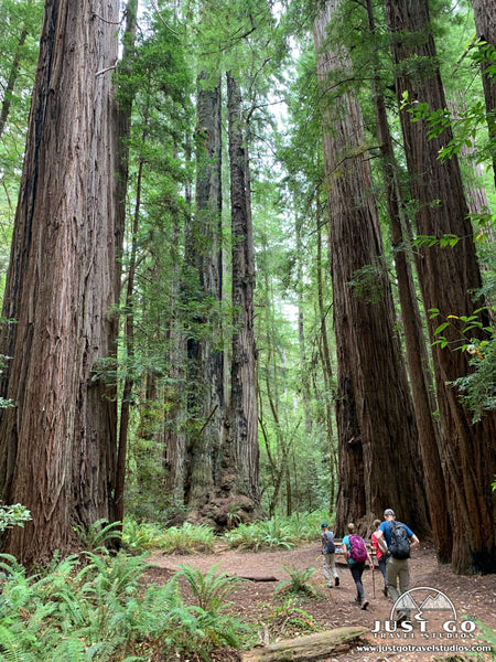 Tall Trees Grove in Redwoods National Park