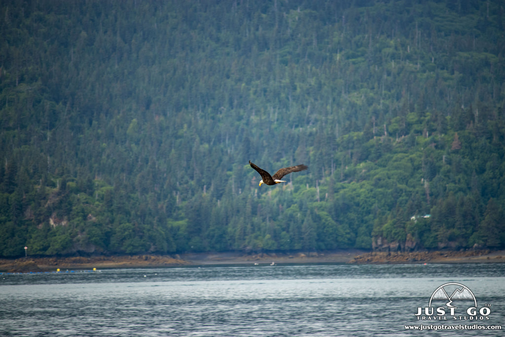 bald eagle over the water in kachemak bay state park