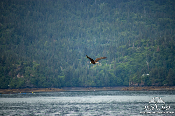 grewingk glacier trail in kachemak bay state park