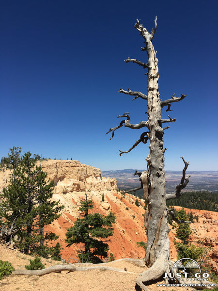 Bristlecone Loop Trail in Bryce Canyon National Park