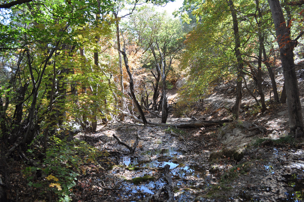 Best Hikes in Guadalupe Mountains National Park