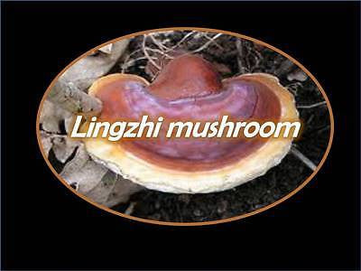 reishi mushroom the long dark