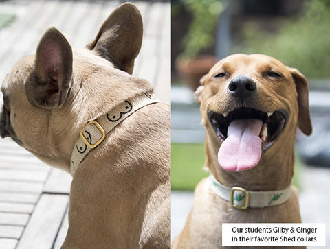 hemp collars by shed on french bulldog