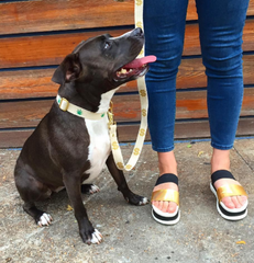 Petunia the Pitbull in Shad Collar with Leash