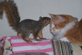 Cheez & Girl Squirrel