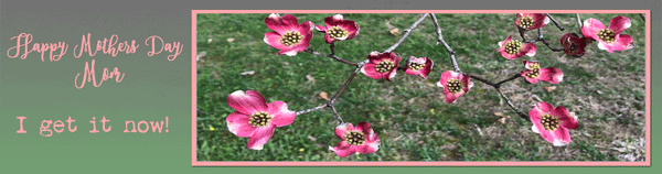 spring pink dogwood tree