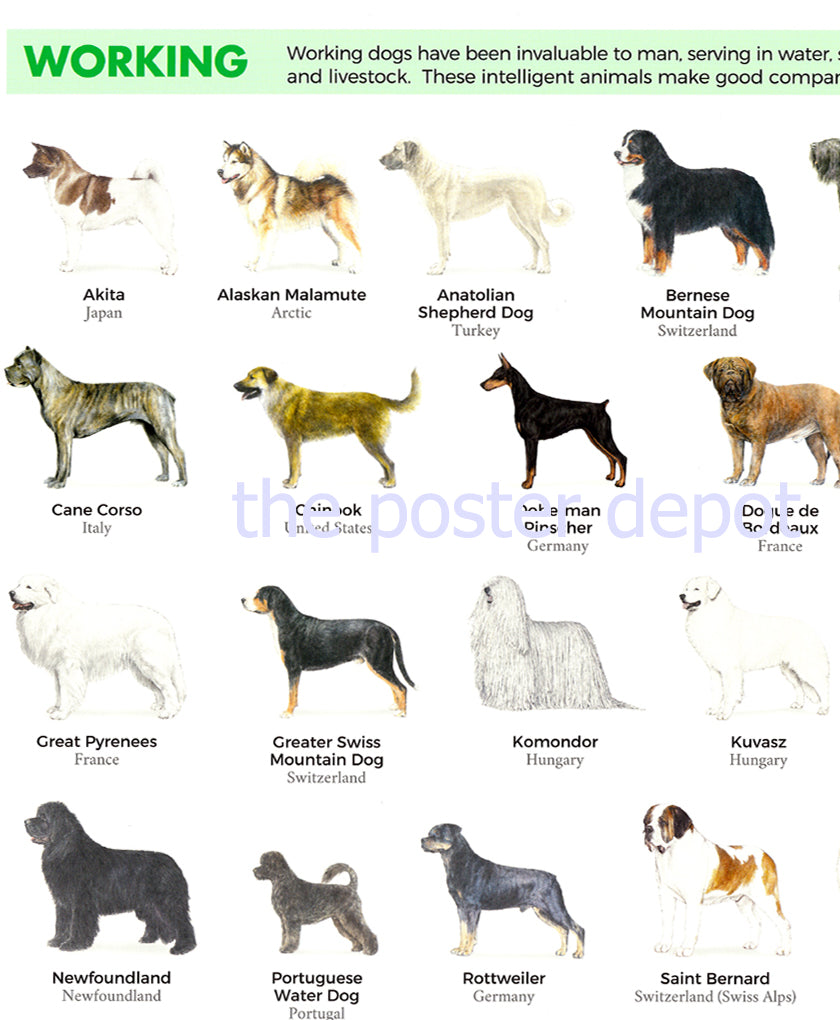 Dog Breeds Identification poster| theposterdepot.com USA Seller – The ...