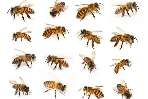  types of bees 