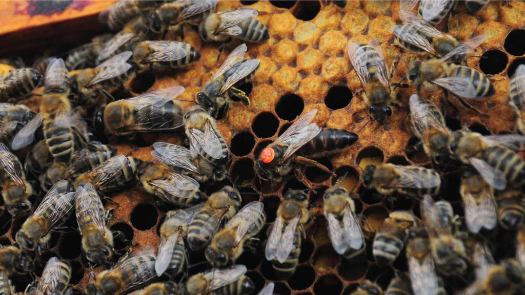 OSBeehives | Causes and Effects of Losing a Queen Bee
