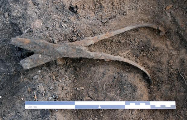 Tool of the Viking blacksmith found in his grave 