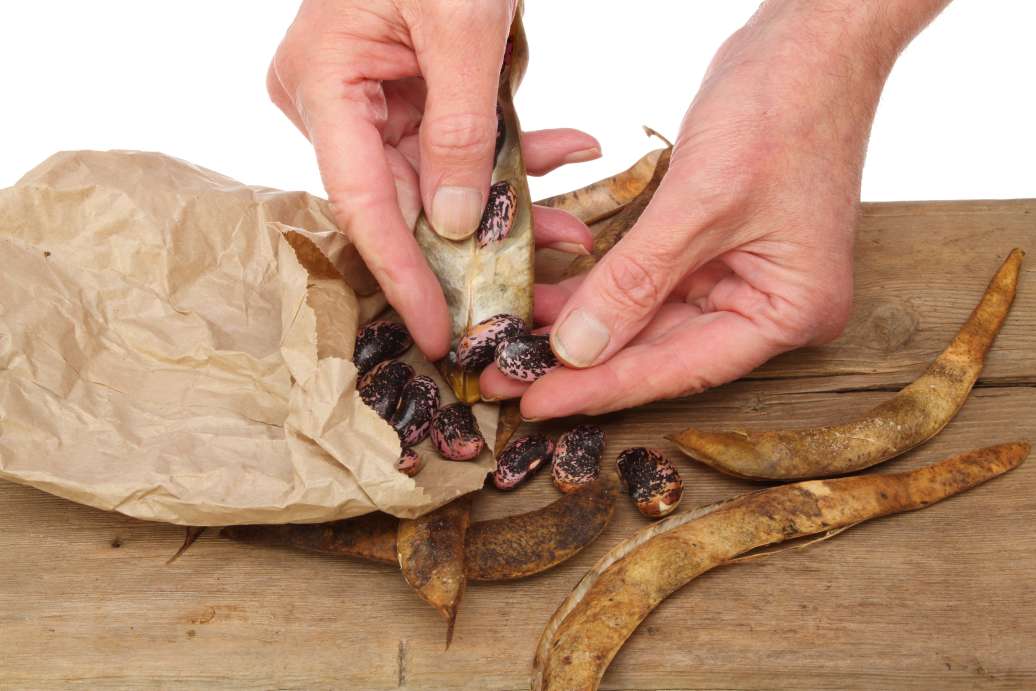 Saving seeds harvested from a crop