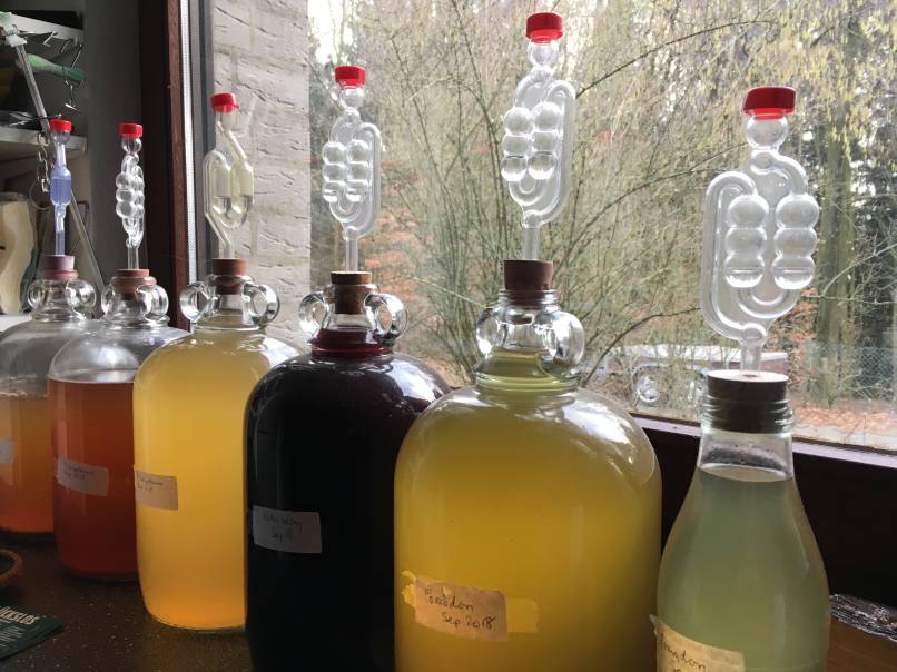 Air-locking fermentation carboys full of wine.