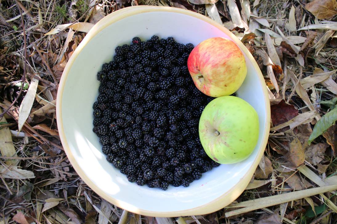 foraging fruit to make wine