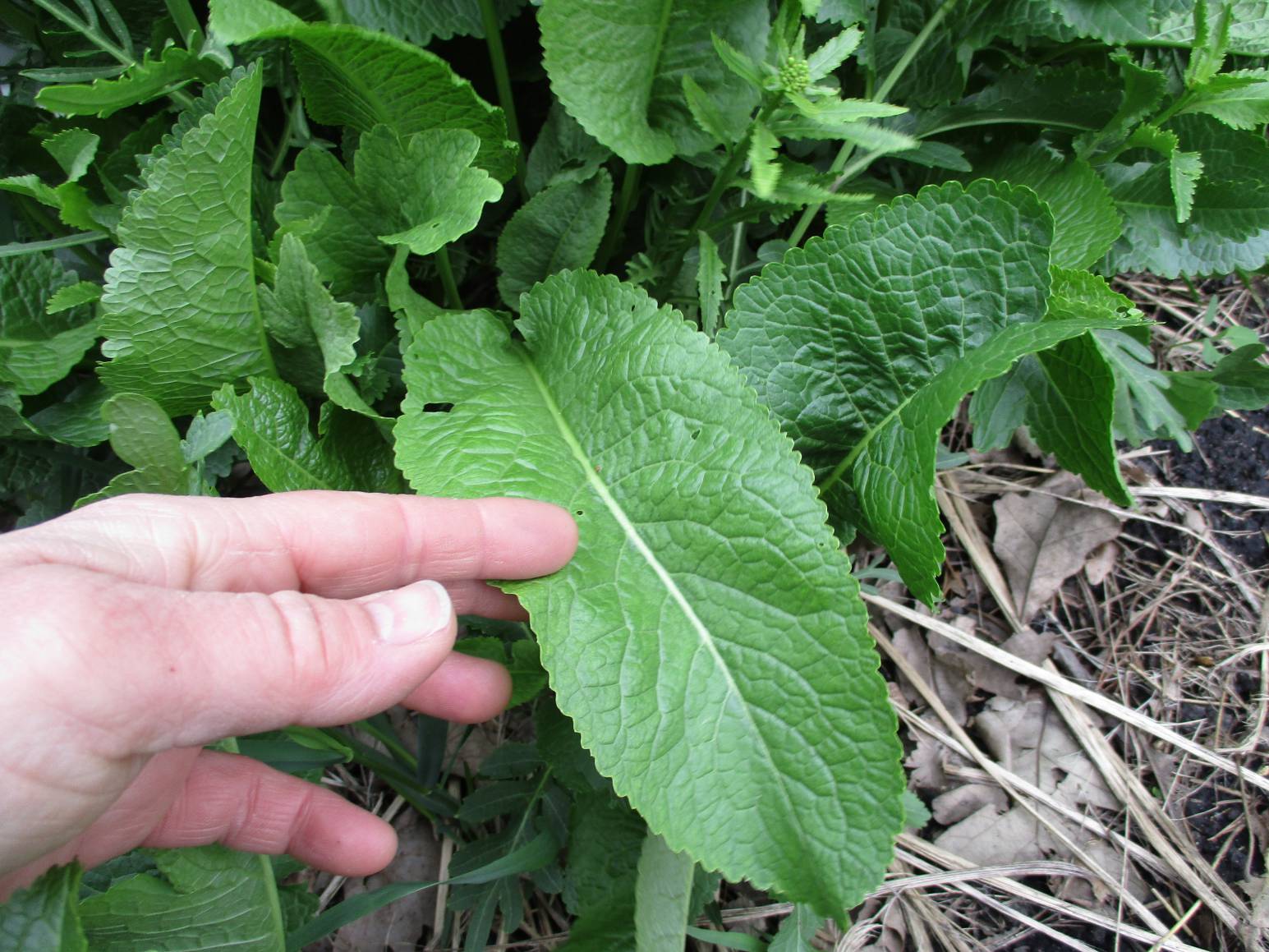 Man holding a leaf to identify the veins and plant properties 