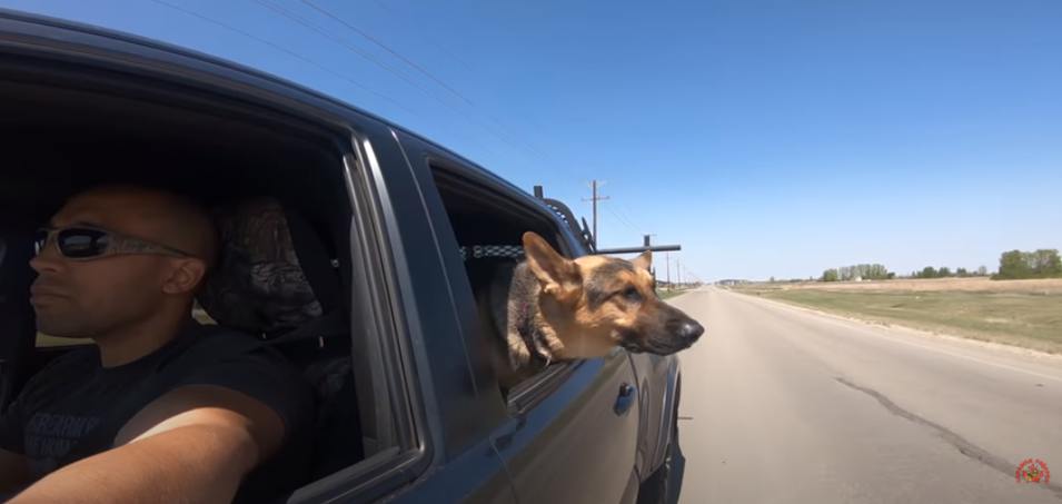 German Sheppard prepper dog