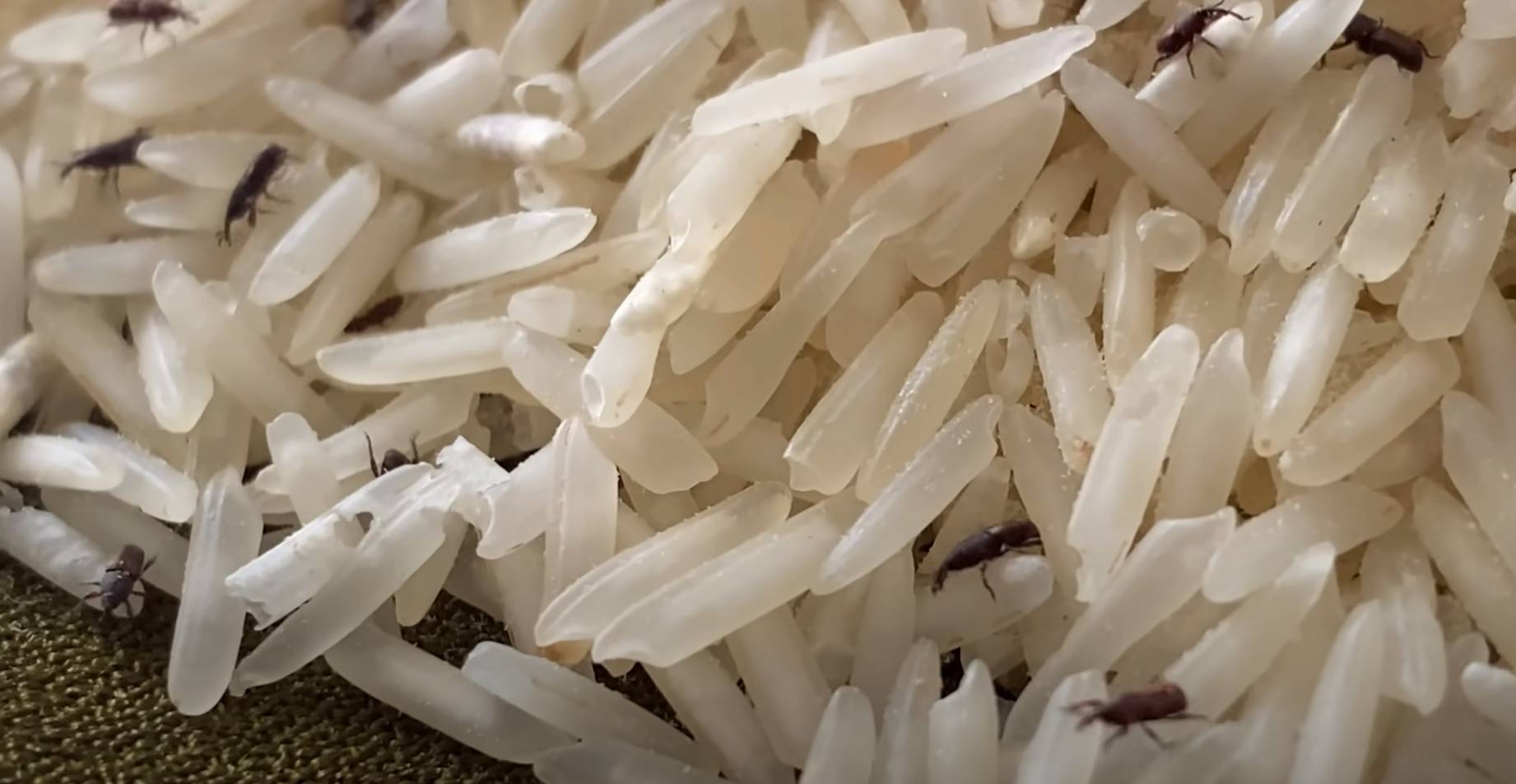 pests in stored rice