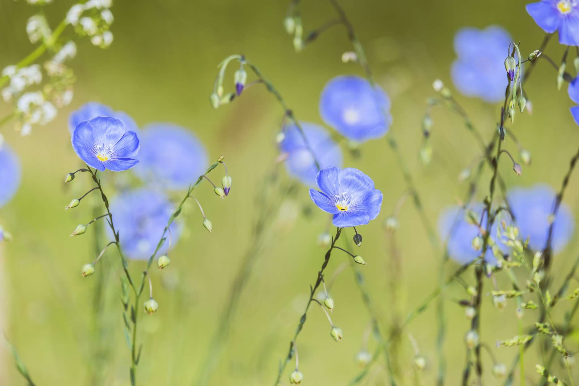 Flax plant