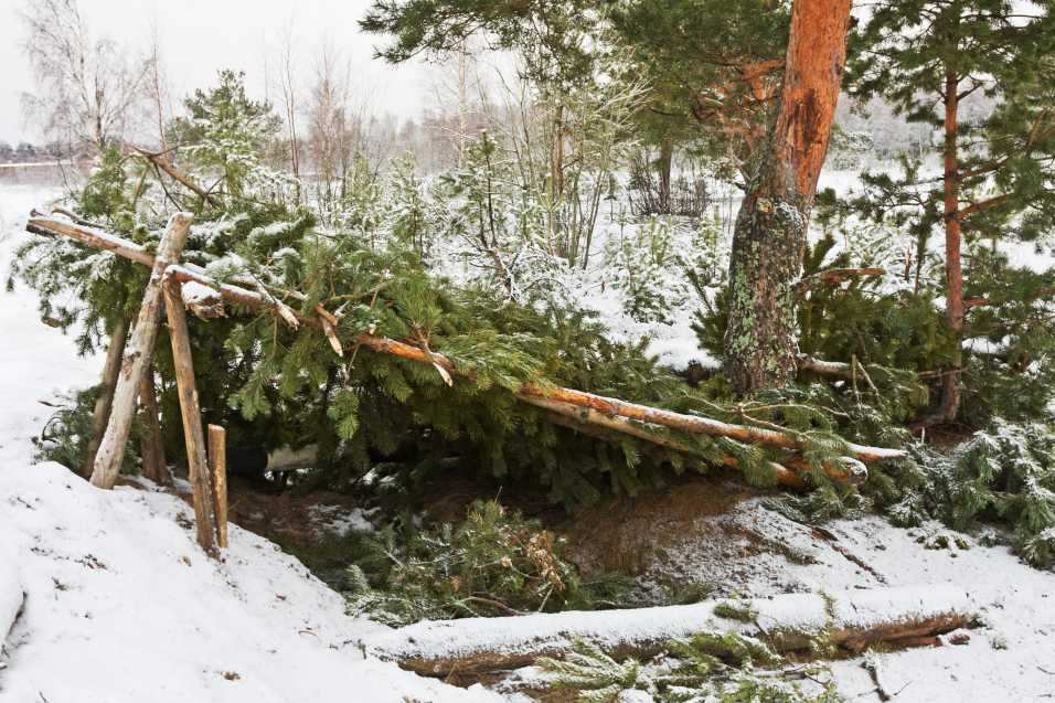 An outdoor shelter made out of spruce trees in a winter forest