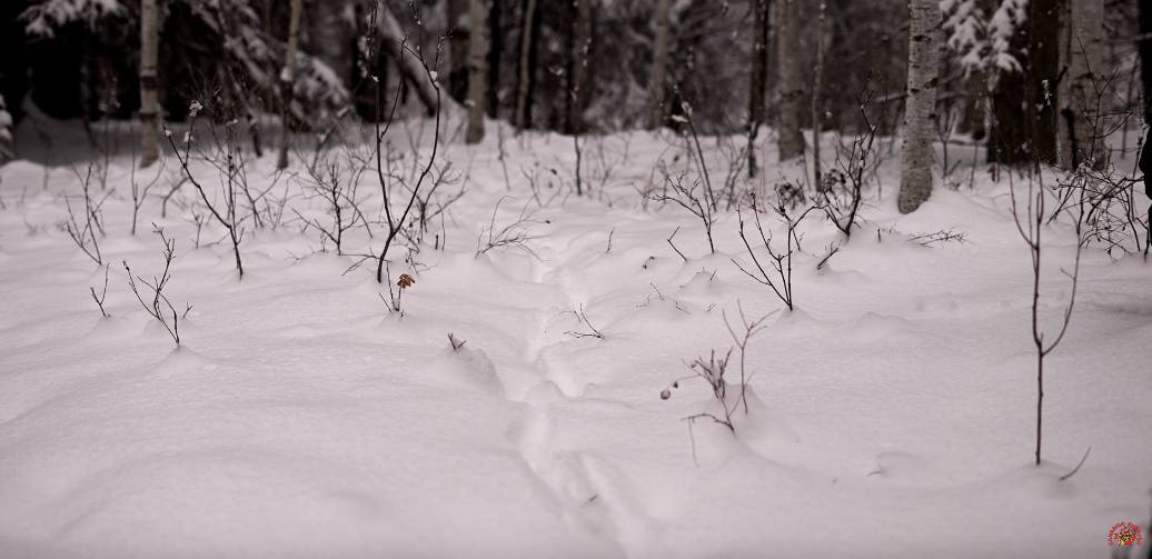 animal tracking in the snow