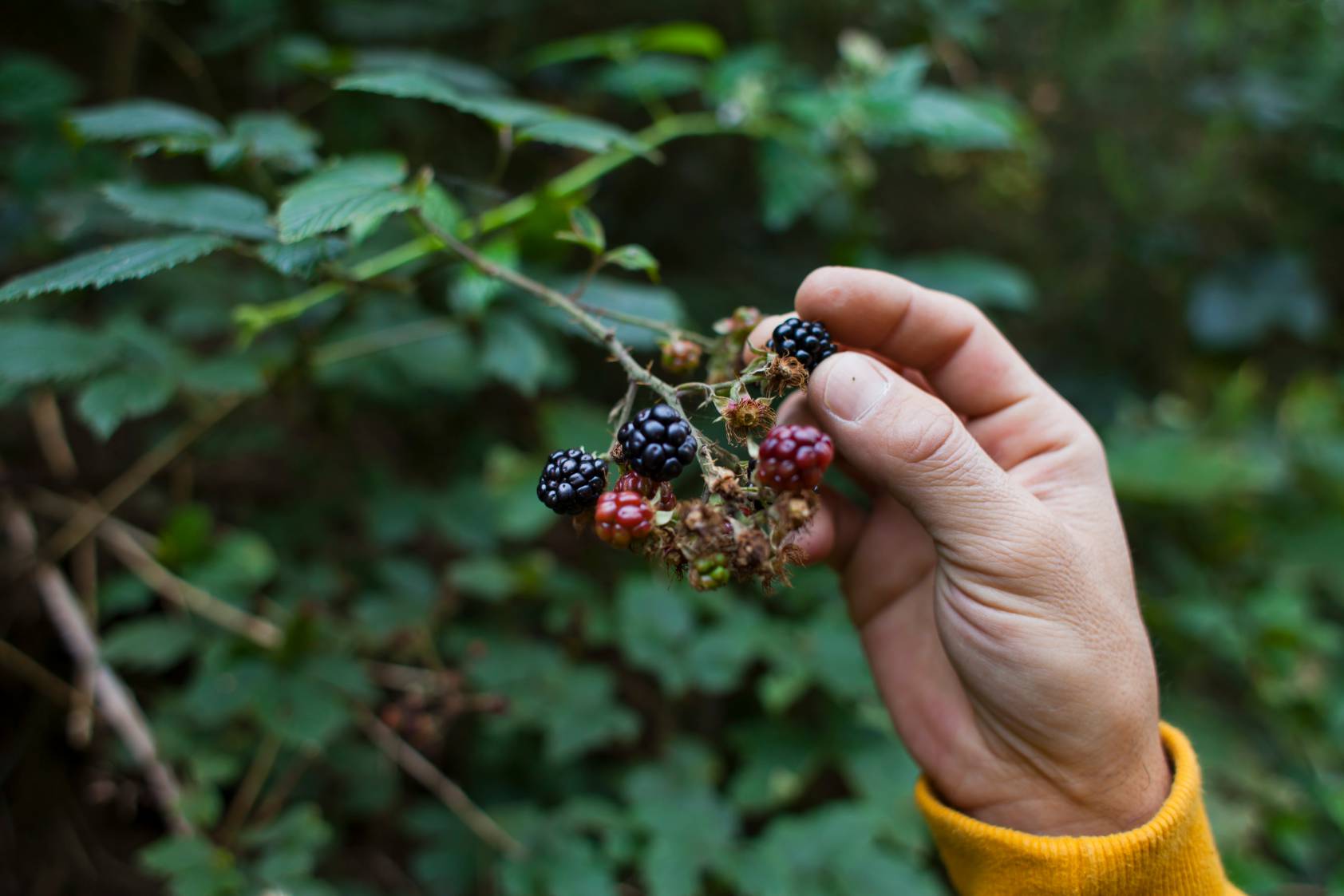 Person in a yellow shirt holding wild berries with their fingers off a bush