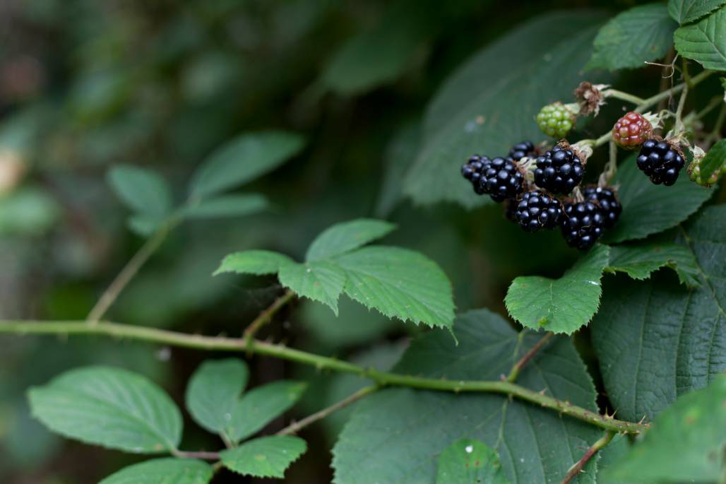 foraging blackberries for making wine