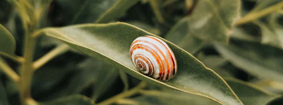 How long does a snail sleep?