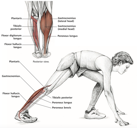 Calf Muscle Stretching – Move Better Gwent