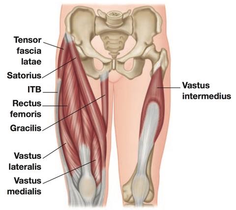 Major muscles of the upper leg