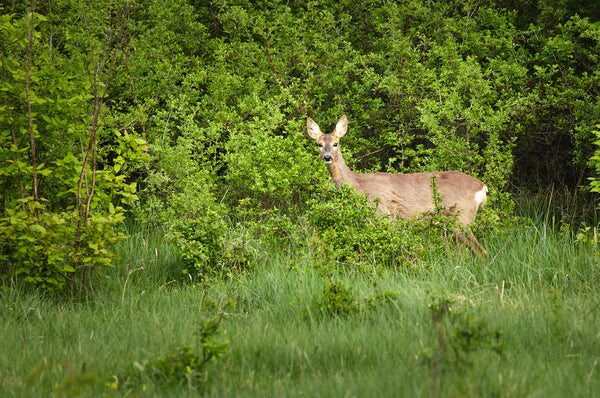 Deer - a welcome sight when forest bathing
