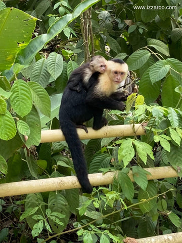 Whiteface Capuchin Monkey Mom and Baby in Costa Rica