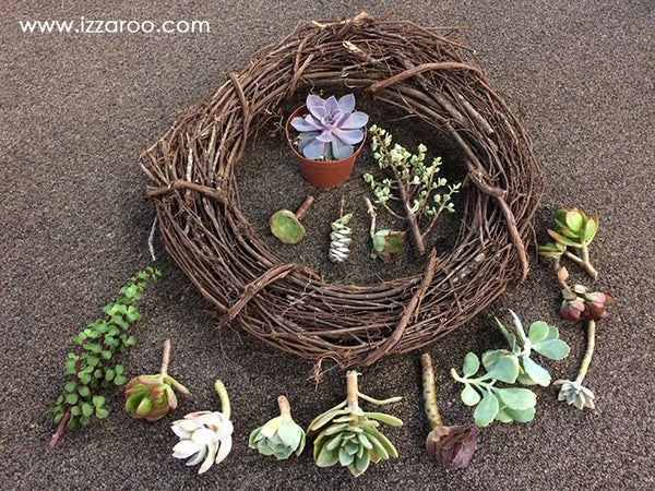 DIY Succulent Grapevine Wreath - IZZAROO