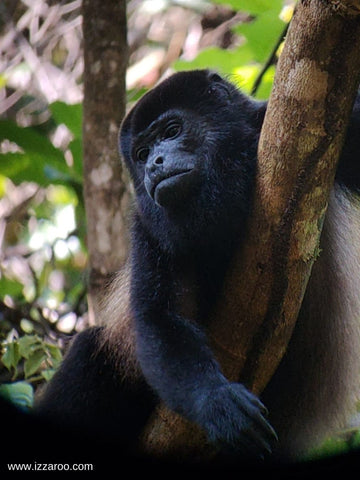 Howler Monkey Manuel Antonio Costa Rica