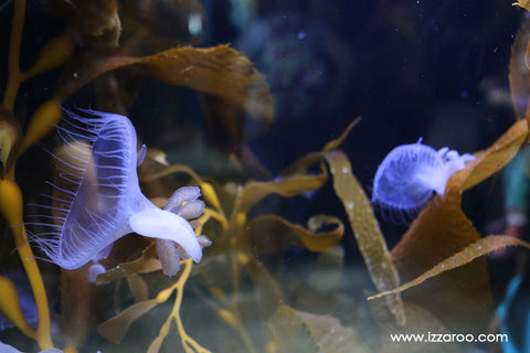 IZZAROO - Monterey Bay Aquarium