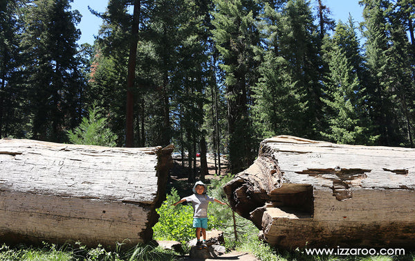 Sequoia National Park with Kids