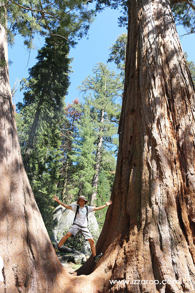 Sequoia National Park with Kids