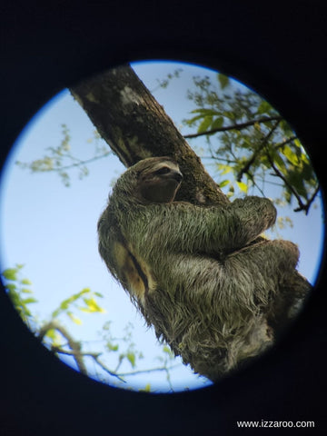 Sloth Manuel Antonio Costa Rica