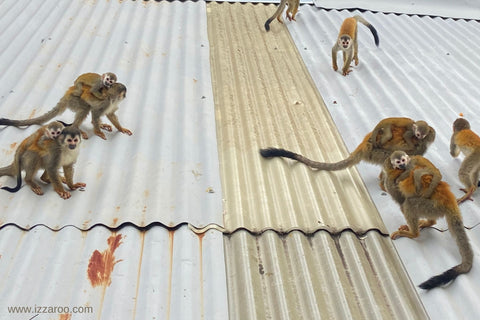 Squirrel Monkeys in Costa Rica
