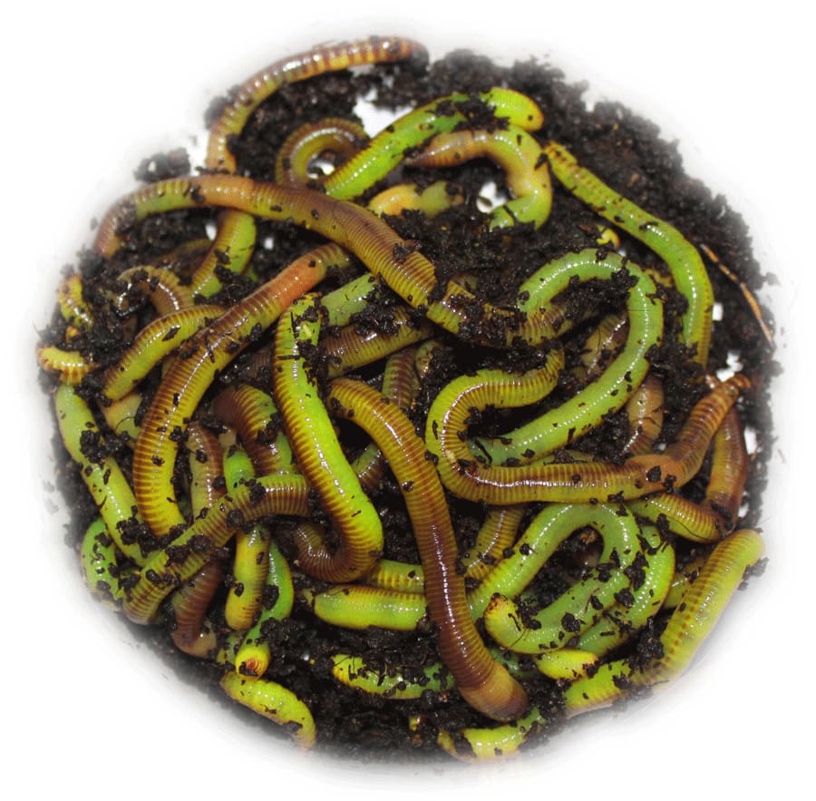 40g Bright Green Dendrobaenas – Willy Worms