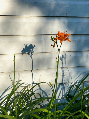 daylily and shadow on barn wall 