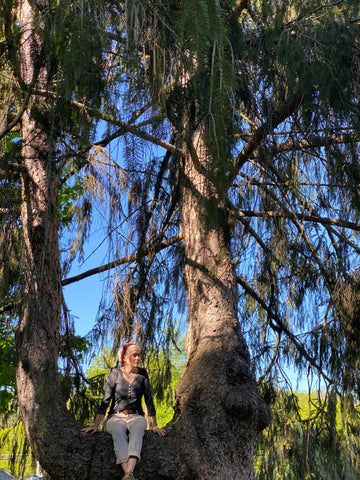 Estyn Hulbert sitting in large Norway Spruce tree