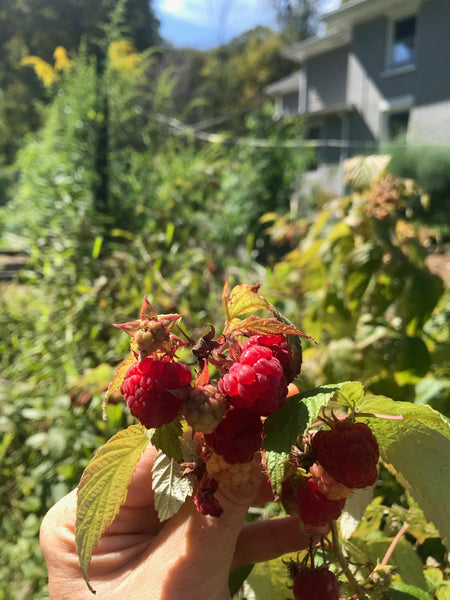 Raspberries on raspberry bush in garden