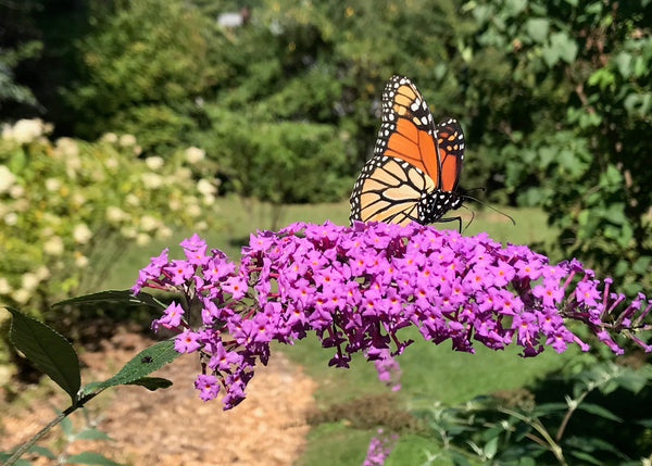 Monarch butterfly on butterfly weed flower