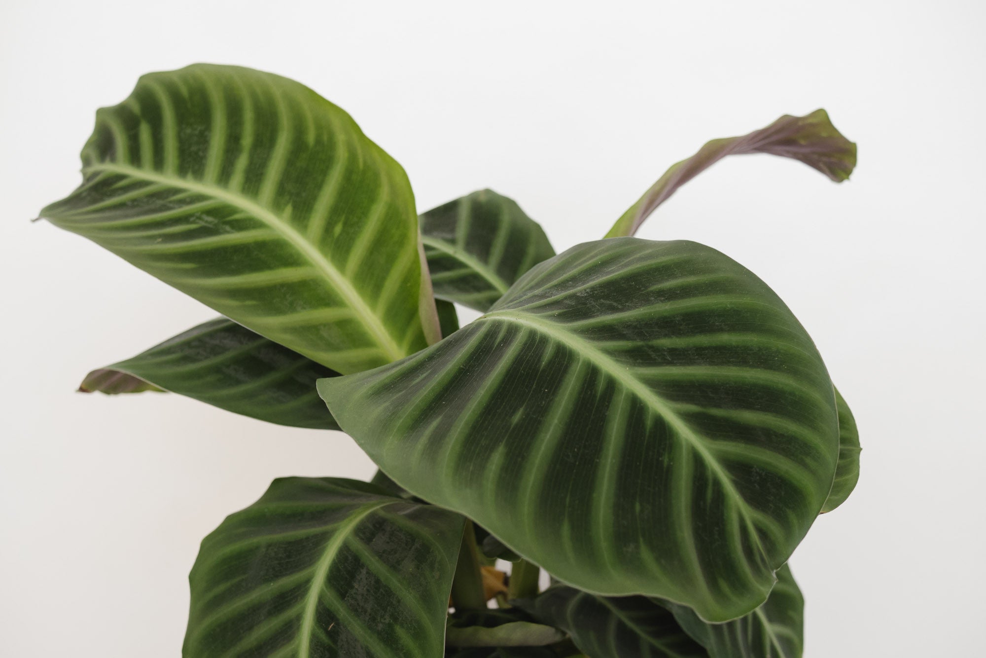 calathea / zebrina - Plant Shop Seattle